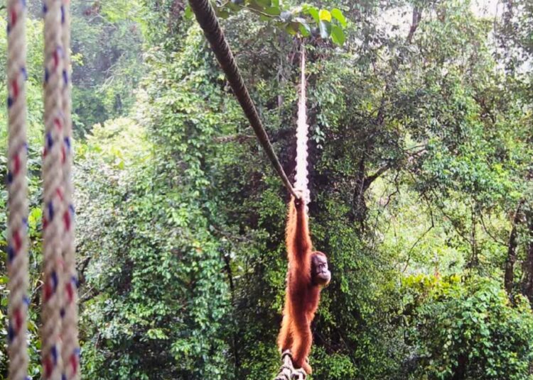 Sumatra orangutan proven crossing cover bridge for first time