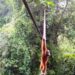 Sumatra orangutan proven crossing cover bridge for first time