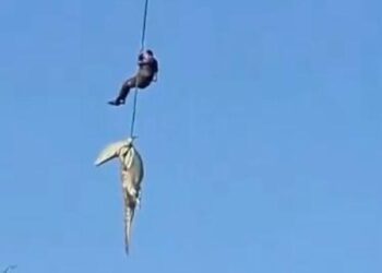 Police officer lowered into crocodile-infested river to get well human stays
