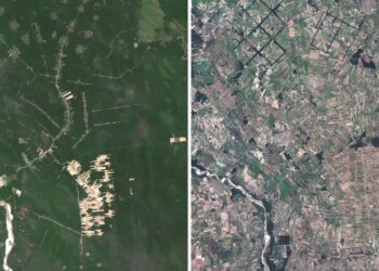 Bolivia’s deforestation disaster: Mennonite soy farming is fueling forest loss