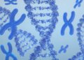 FDA’s approval of Otarmeni, the primary gene remedy for hereditary deafness