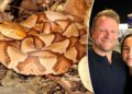 Mayor recounts ordeal after spouse bitten by copperhead snake: ‘Excruciating ache’