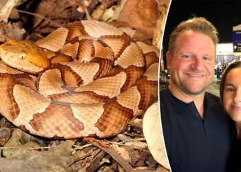 Mayor recounts ordeal after spouse bitten by copperhead snake: ‘Excruciating ache’