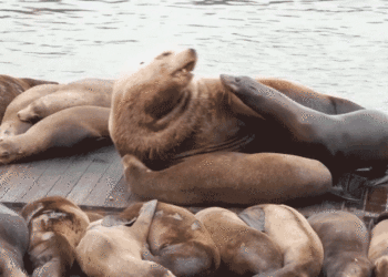 Large sea lion ‘Chonkers’ attracts crowds to San Francisco’s Pier 39