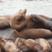 Large sea lion ‘Chonkers’ attracts crowds to San Francisco’s Pier 39