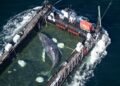 Timmy the humpback whale escapes to the North Sea | Information