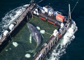 Timmy the humpback whale escapes to the North Sea | Information