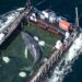 Timmy the humpback whale escapes to the North Sea | Information