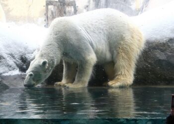 Zoo employee arrested for allegedly dumping spouse’s physique in incinerator in Japan