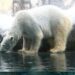 Zoo employee arrested for allegedly dumping spouse’s physique in incinerator in Japan