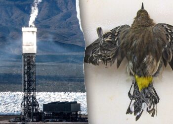 Taxpayer-backed Ivanpah photo voltaic plant kills birds and burns fossil fuels