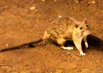 What to know in regards to the suspected hantavirus outbreak on a cruise ship